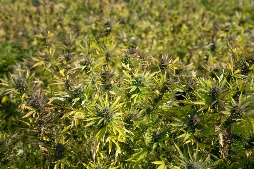 Crystalweed Cannabis Pflanzenfotografie 1