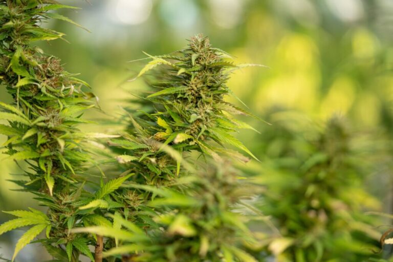 cannabis light pflanze crystalweed