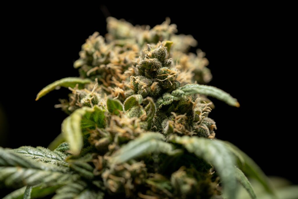 crystalweed cannabis light Anbau