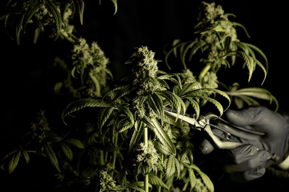 crystalweed cannabis und cbd legal