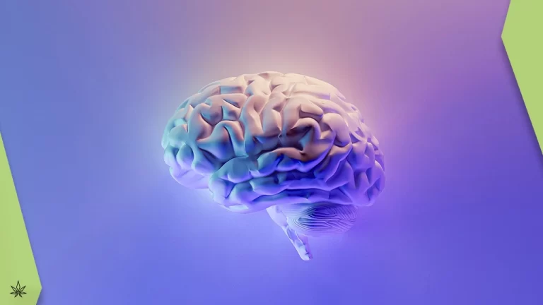 Welche Wirkung hat CBD auf das Gehirn