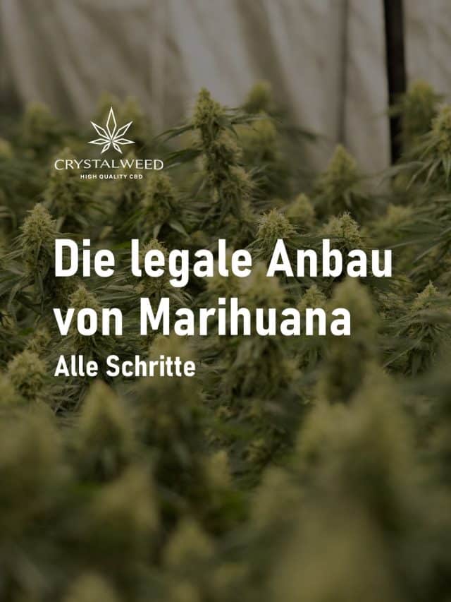 Die legale Anbau von Marihuana
